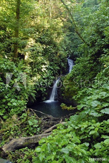 Image de Waterfall in lush tropical rainforest in Costa Rica where many plants grow that have uses in the pharmaceutical industry